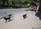 Бездомные собаки в центре Ростова на улице Большая Садовая